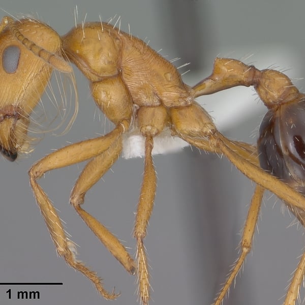 Pogonomyrmex californicus