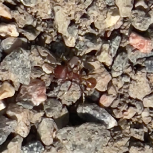 Pogonomyrmex occidentalis