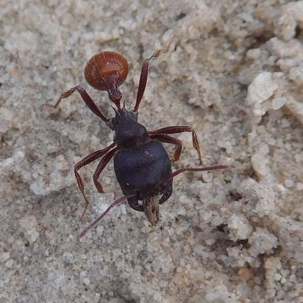 Pogonomyrmex rugosus