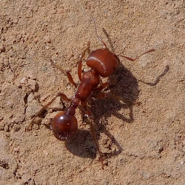 Pogonomyrmex barbatus