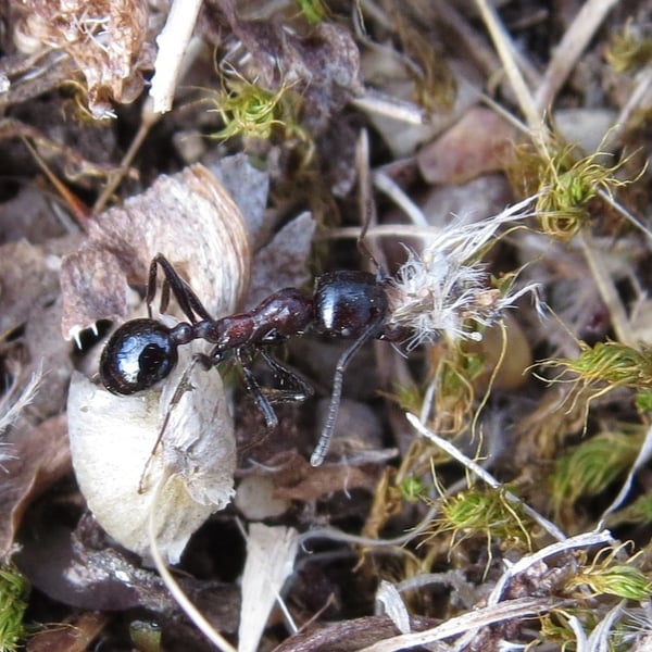 Messor capensis