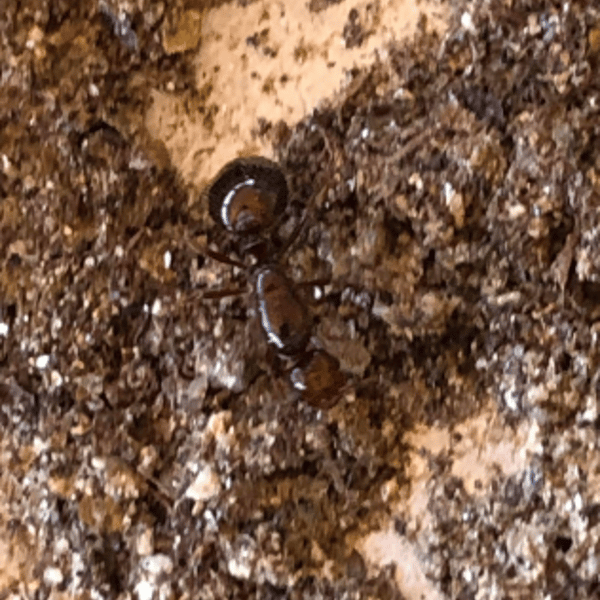 Solenopsis