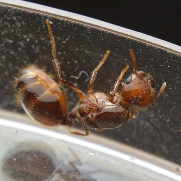Solenopsis geminata