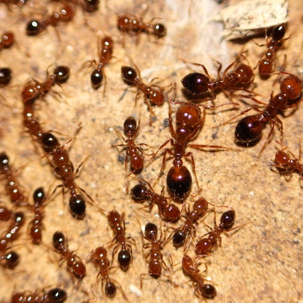 Solenopsis invicta