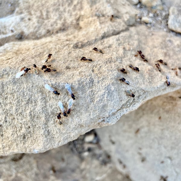 Solenopsis xyloni