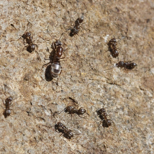 Linepithema humile