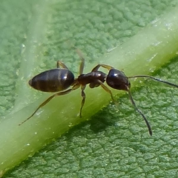 Tapinoma sessile