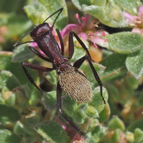 Camponotus