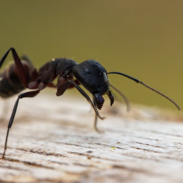 Camponotus cruentatus