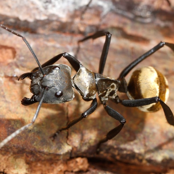 Camponotus sericeiventris