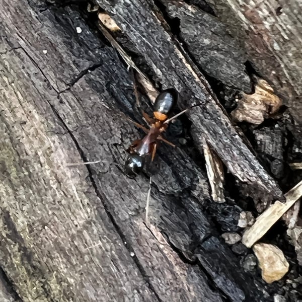 Camponotus consobrinus