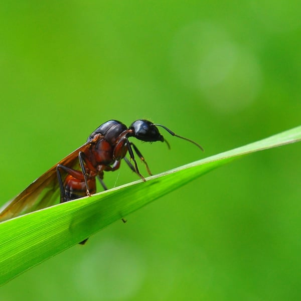 Camponotus ligniperda