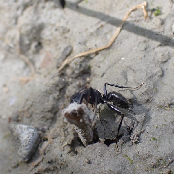 Camponotus vagus