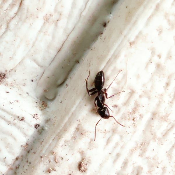 Camponotus nearcticus