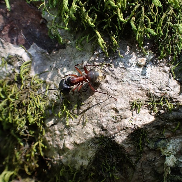 Camponotus chromaiodes