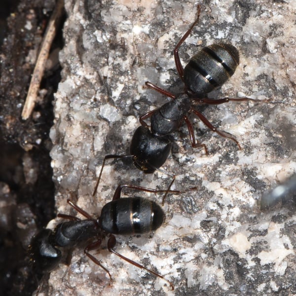 Camponotus modoc