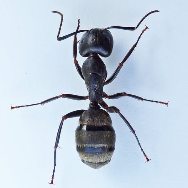 Camponotus pennsylvanicus