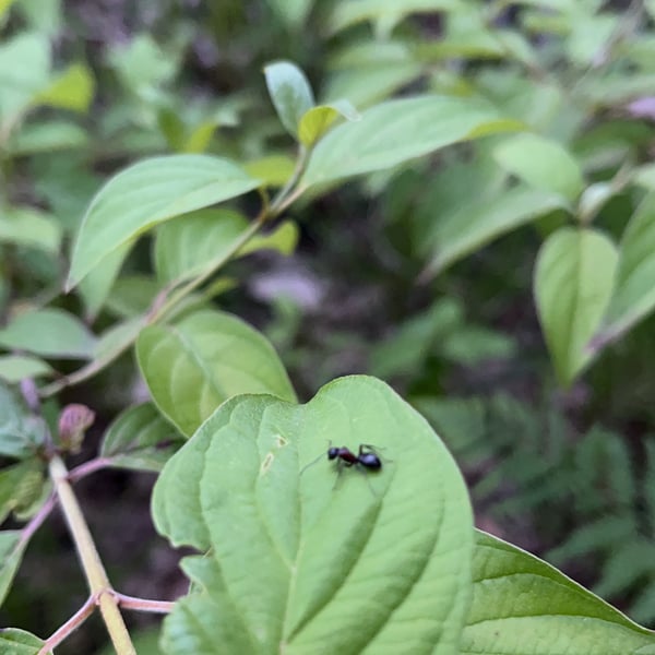 Camponotus novaeboracensis