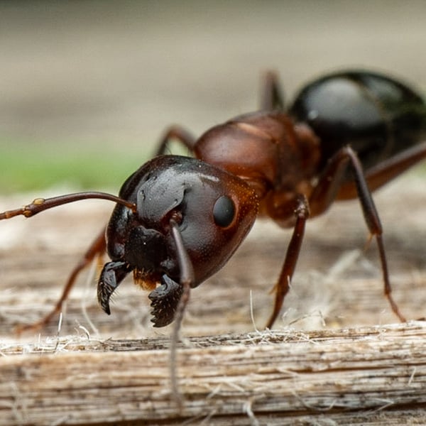 Camponotus vicinus