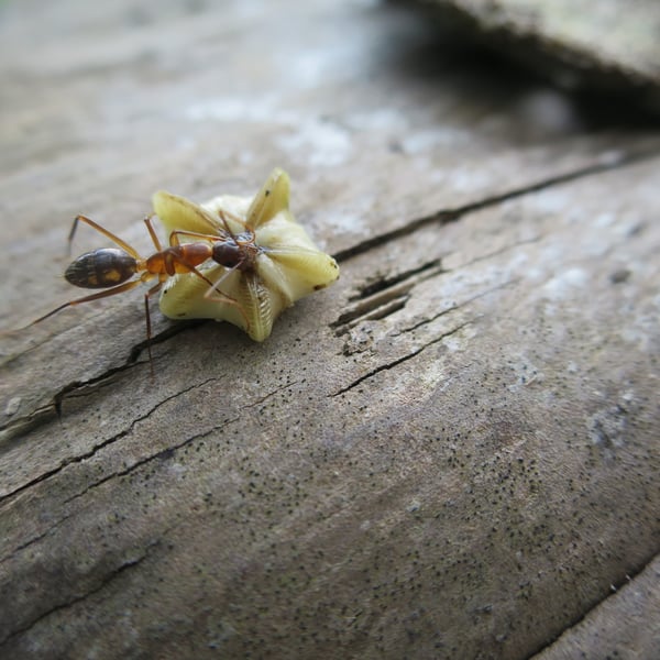 Camponotus maculatus