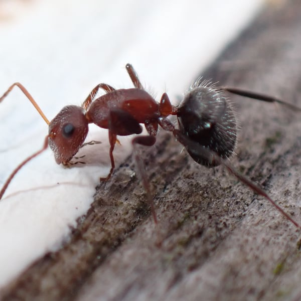 Camponotus planatus