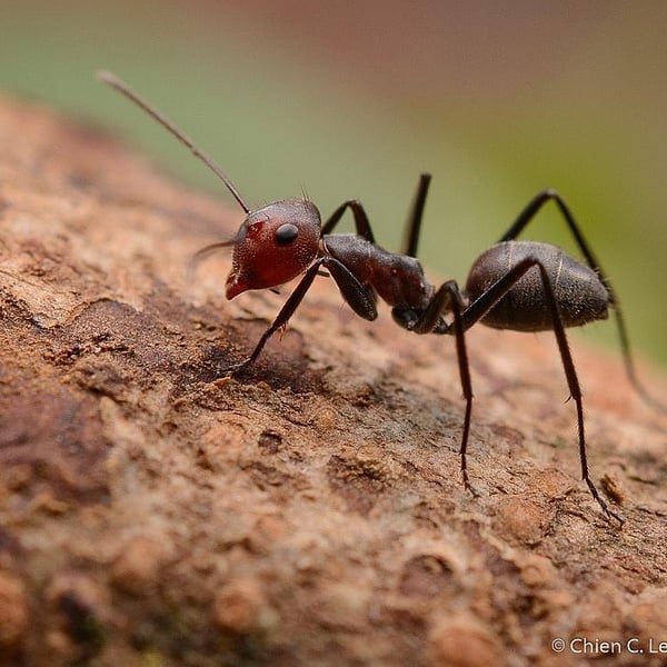 Colobopsis