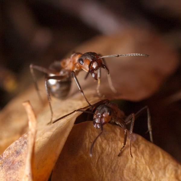 Formica rufa