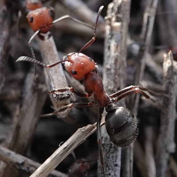 Formica obscuripes