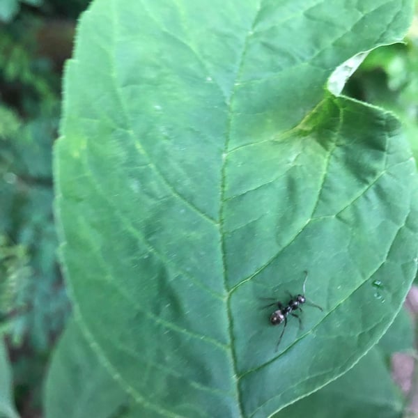 Formica subsericea