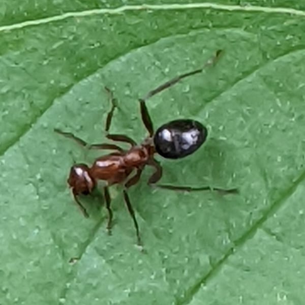 Formica exsectoides