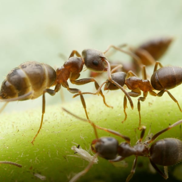 Lasius niger