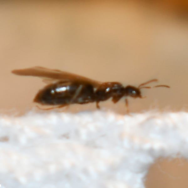 Brachymyrmex