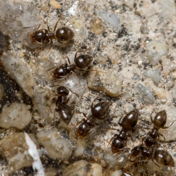 Brachymyrmex patagonicus