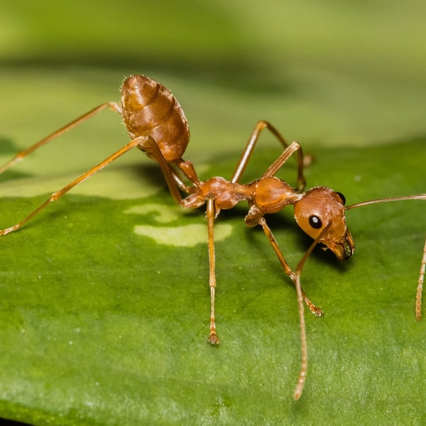 Oecophylla smaragdina