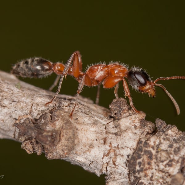 Pseudomyrmex gracilis