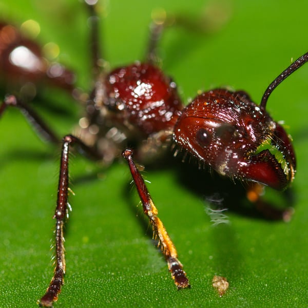 Paraponera clavata