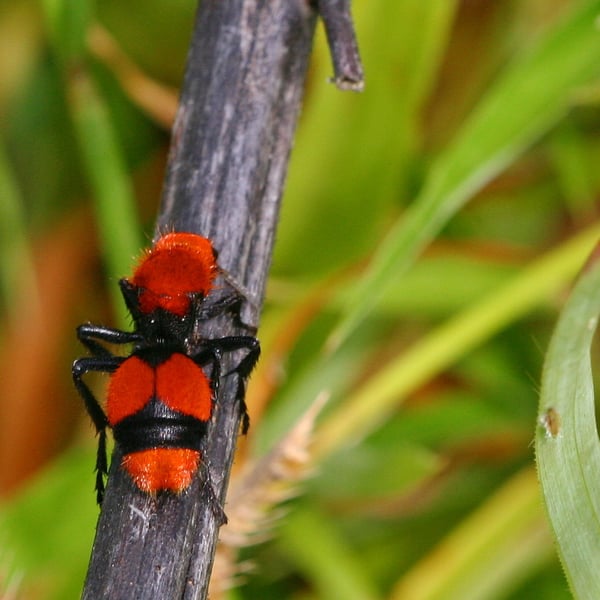 Dasymutilla occidentalis