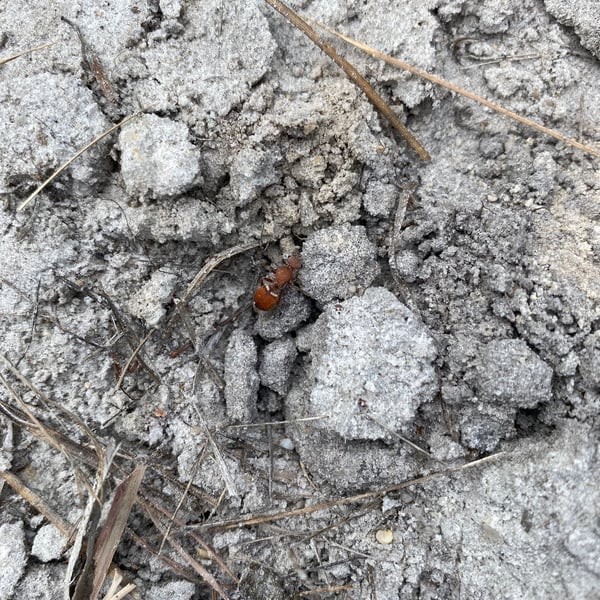 Pseudomethoca
