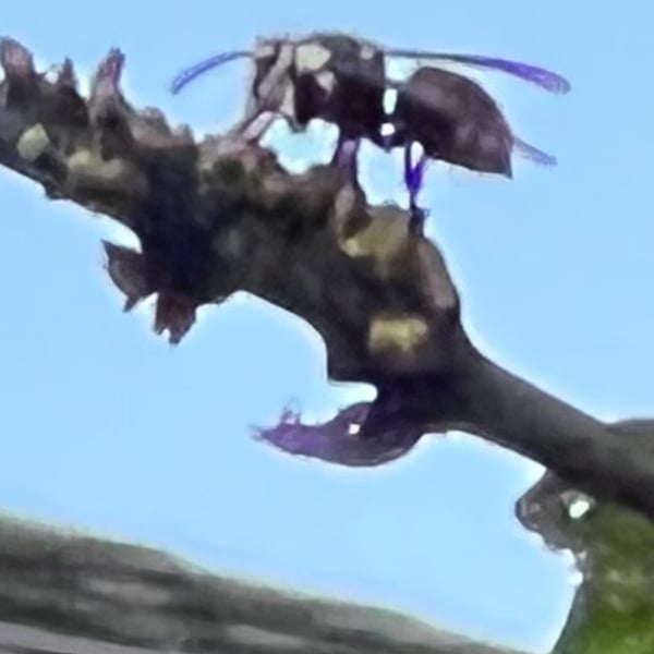 Dolichovespula