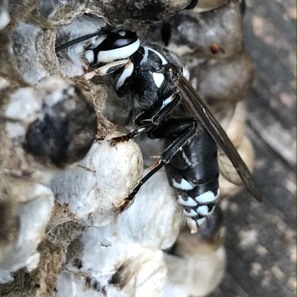 Dolichovespula maculata