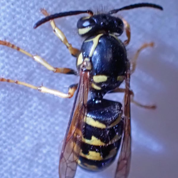 Dolichovespula arenaria