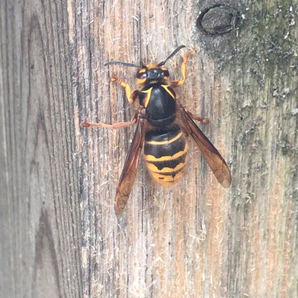 Dolichovespula media