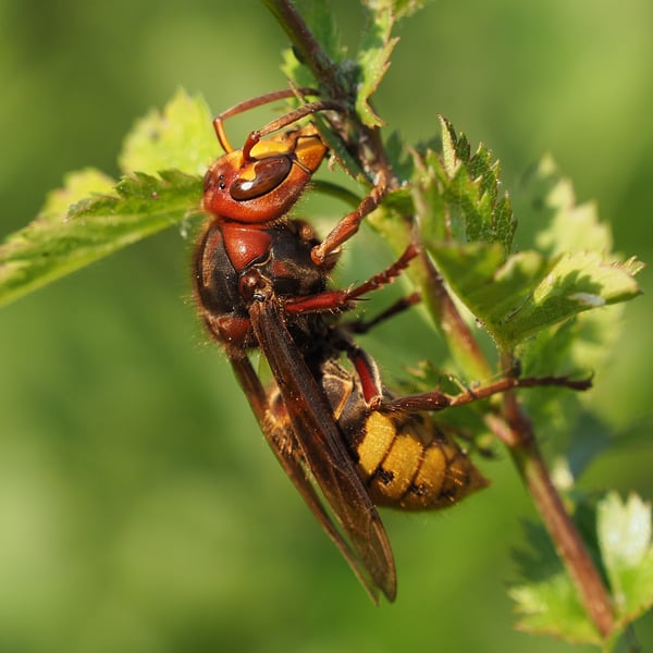 Vespa crabro