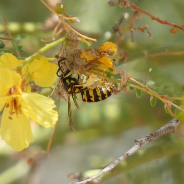 Vespula