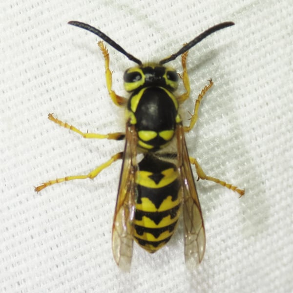 Vespula pensylvanica