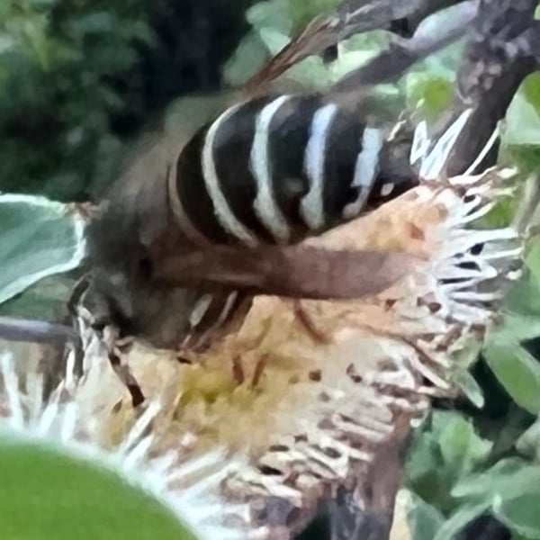 Vespula consobrina