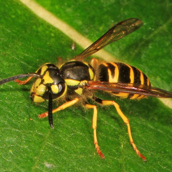 Vespula maculifrons