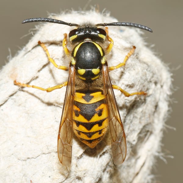 Vespula germanica