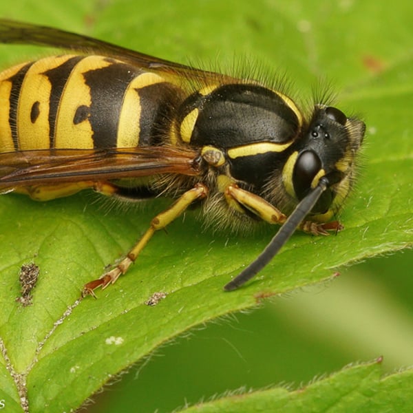 Vespula vulgaris