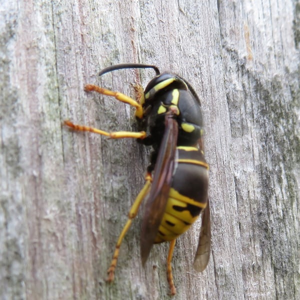 Vespula vidua